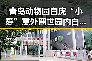 青岛动物园白虎“小孬”意外离世园内白虎打斗致死再引关注台湾东部海域交通专项执法行动升级