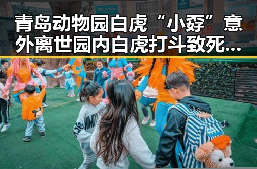 青岛动物园白虎“小孬”意外离世园内白虎打斗致死再引关注台湾东部海域交通专项执法行动升级